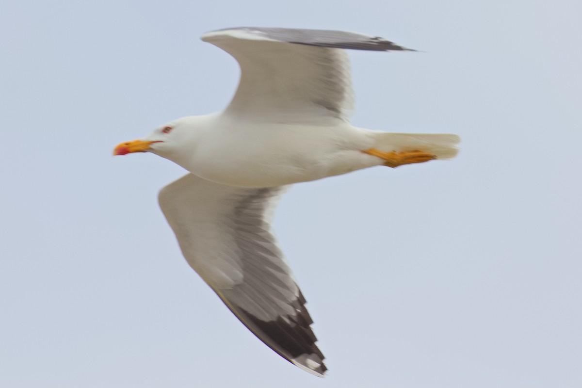 Yellow-legged Gull - ML619441096