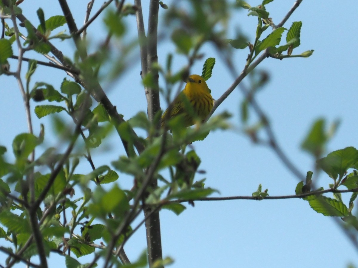 Yellow Warbler - ML619441125