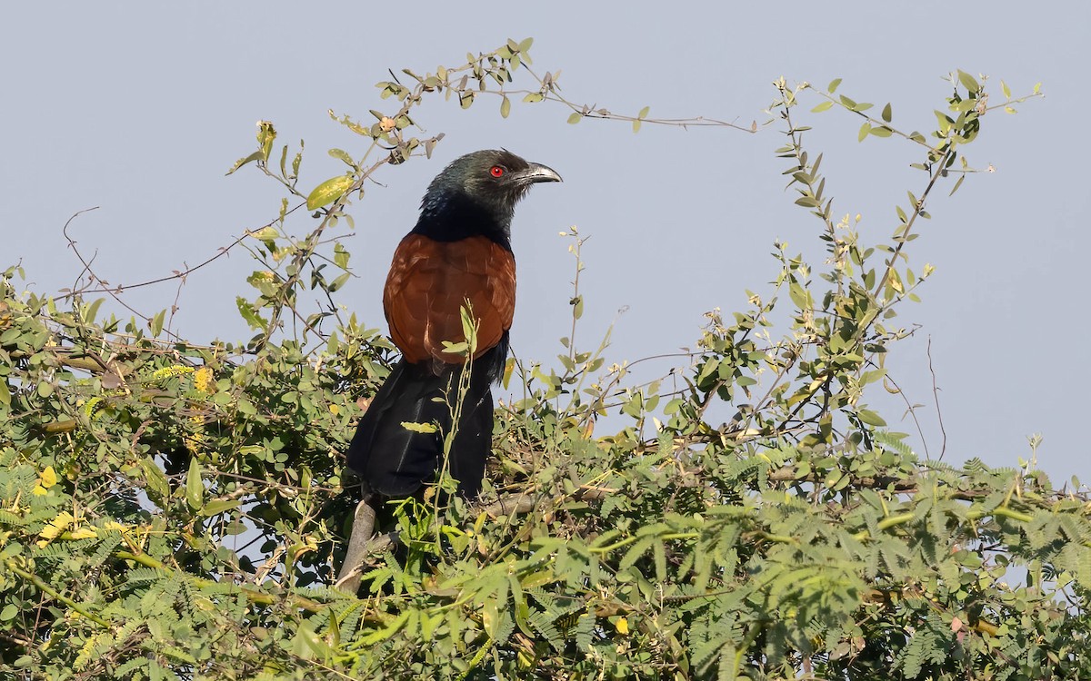 Greater Coucal - ML619441133