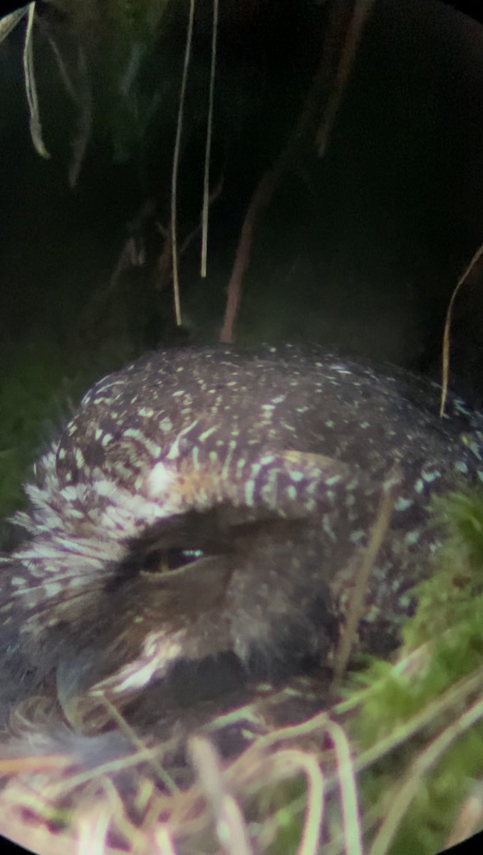 White-throated Screech-Owl - ML619441176