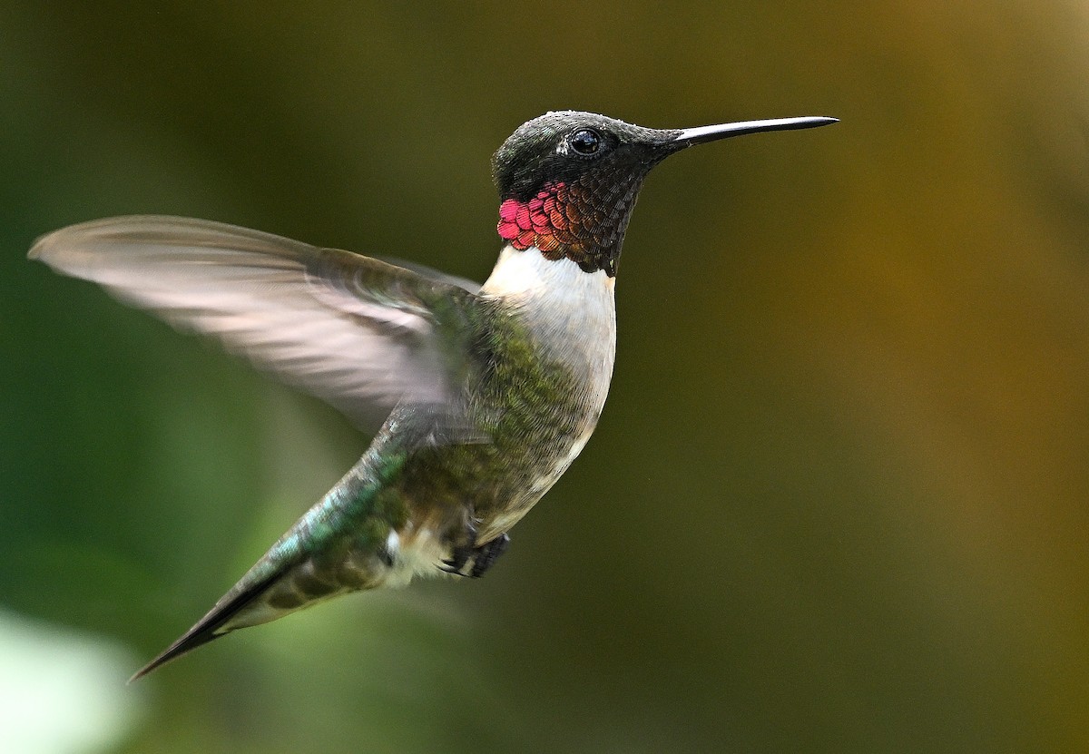Ruby-throated Hummingbird - ML619441390