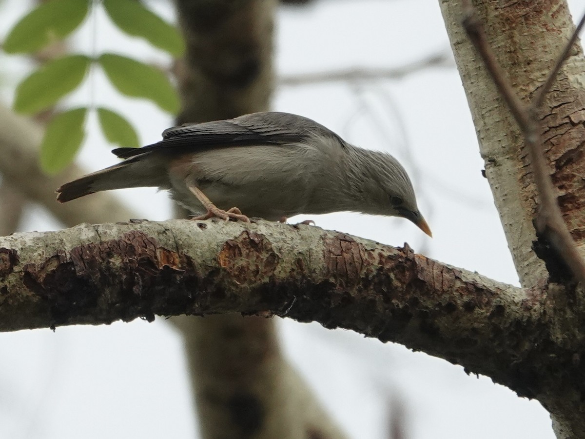 Chestnut-tailed Starling - ML619441395