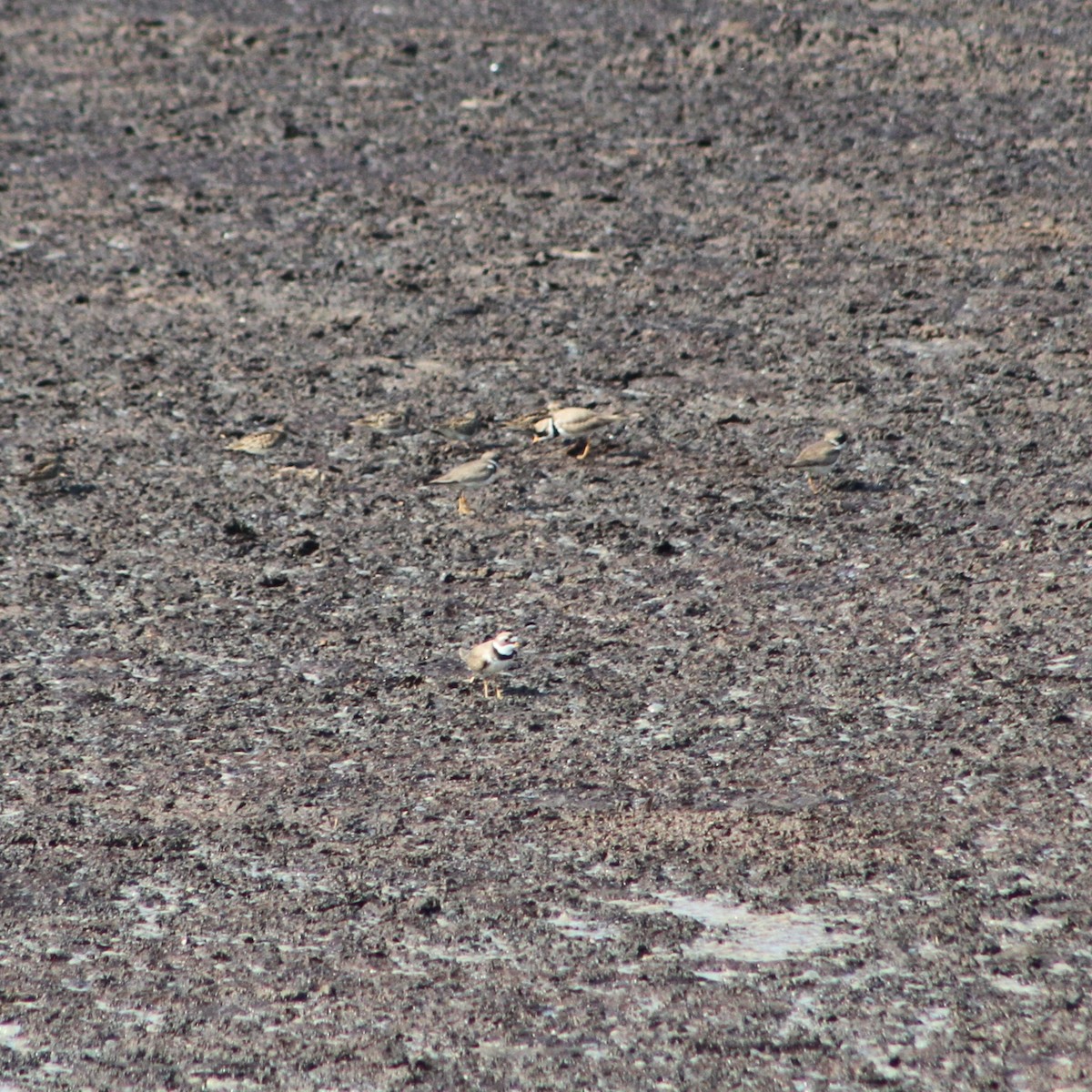 Semipalmated Plover - ML619441396