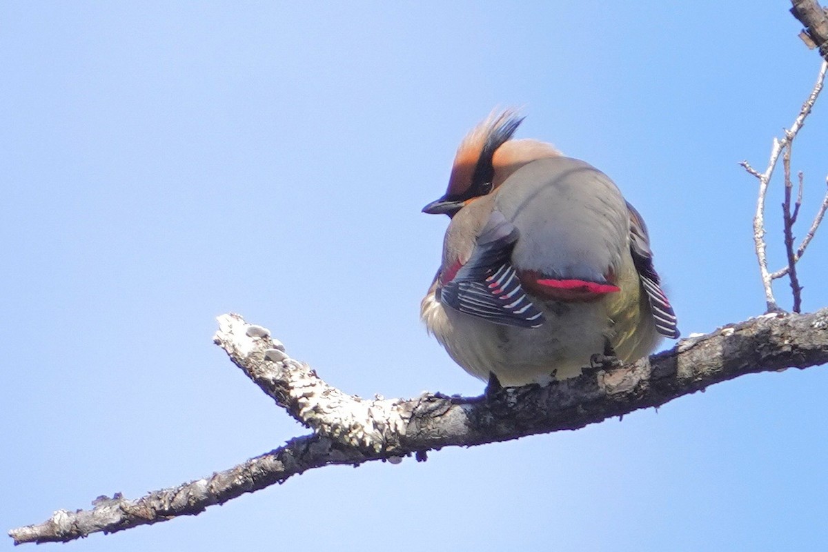 Japanese Waxwing - ML619441401
