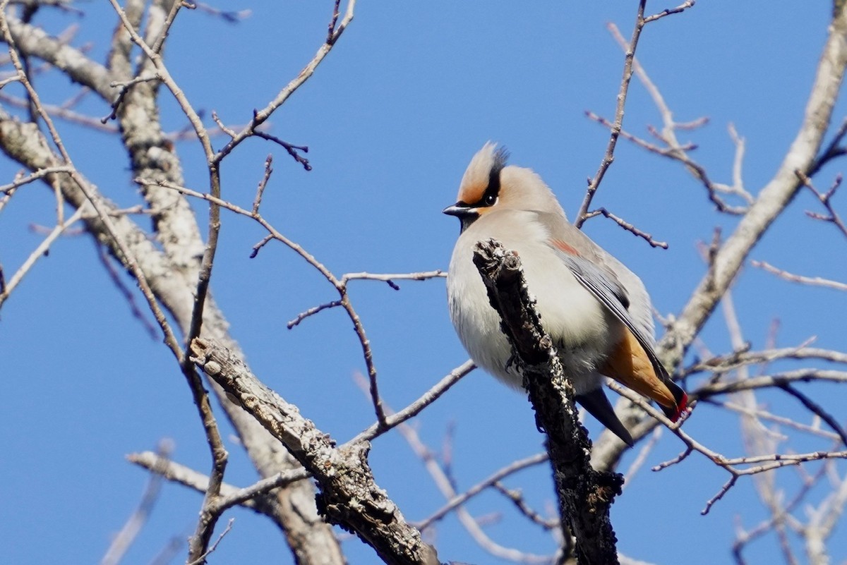 Japanese Waxwing - ML619441403