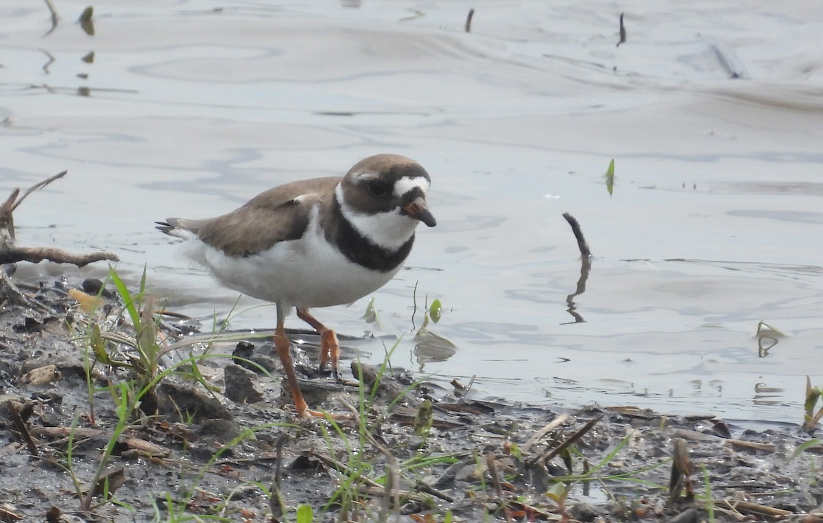 Semipalmated Plover - ML619441415