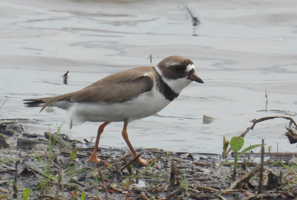 Semipalmated Plover - ML619441416