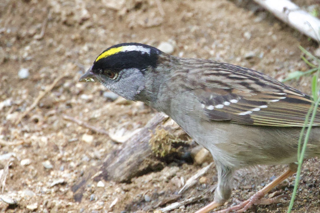 Golden-crowned Sparrow - ML619441422