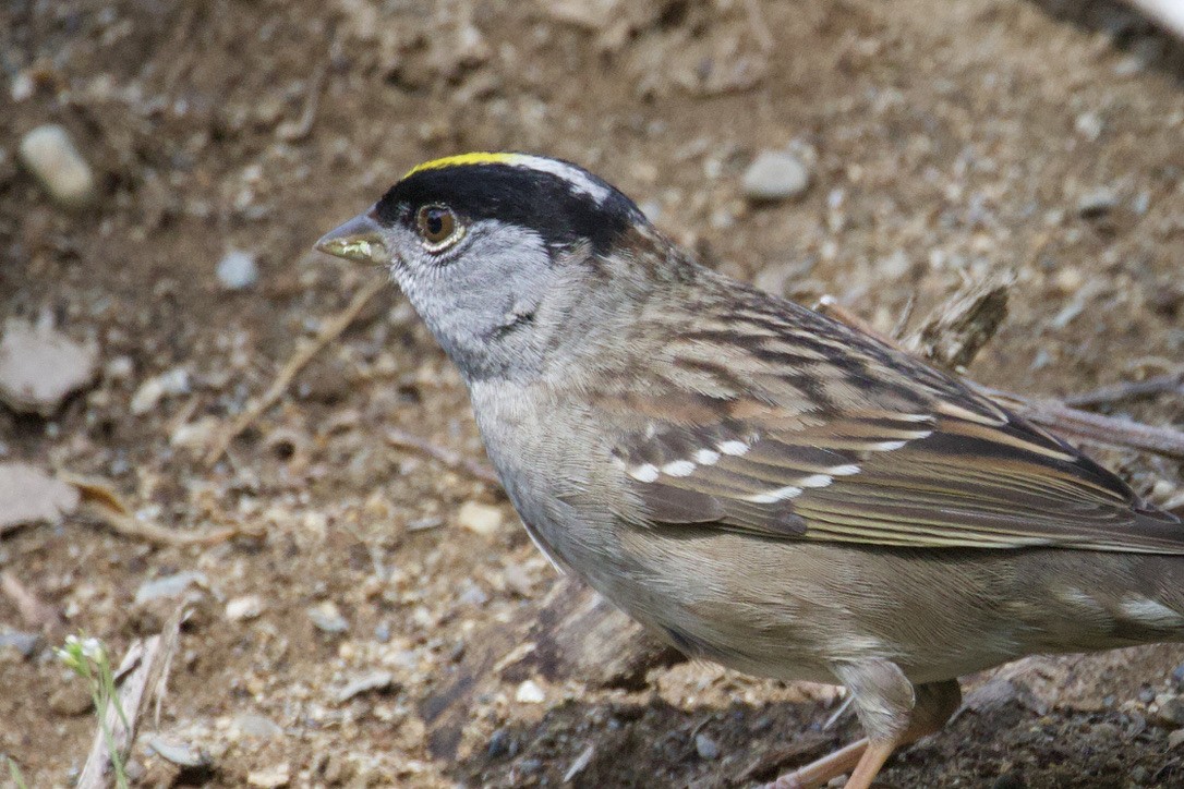 Golden-crowned Sparrow - ML619441423