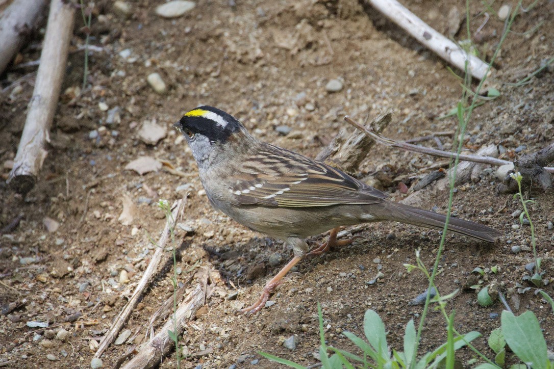 Golden-crowned Sparrow - ML619441425