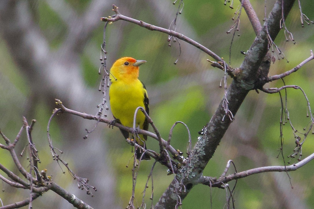Western Tanager - ML619441435