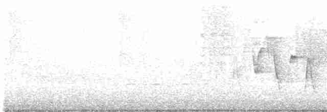 Paruline à gorge grise - ML619441524