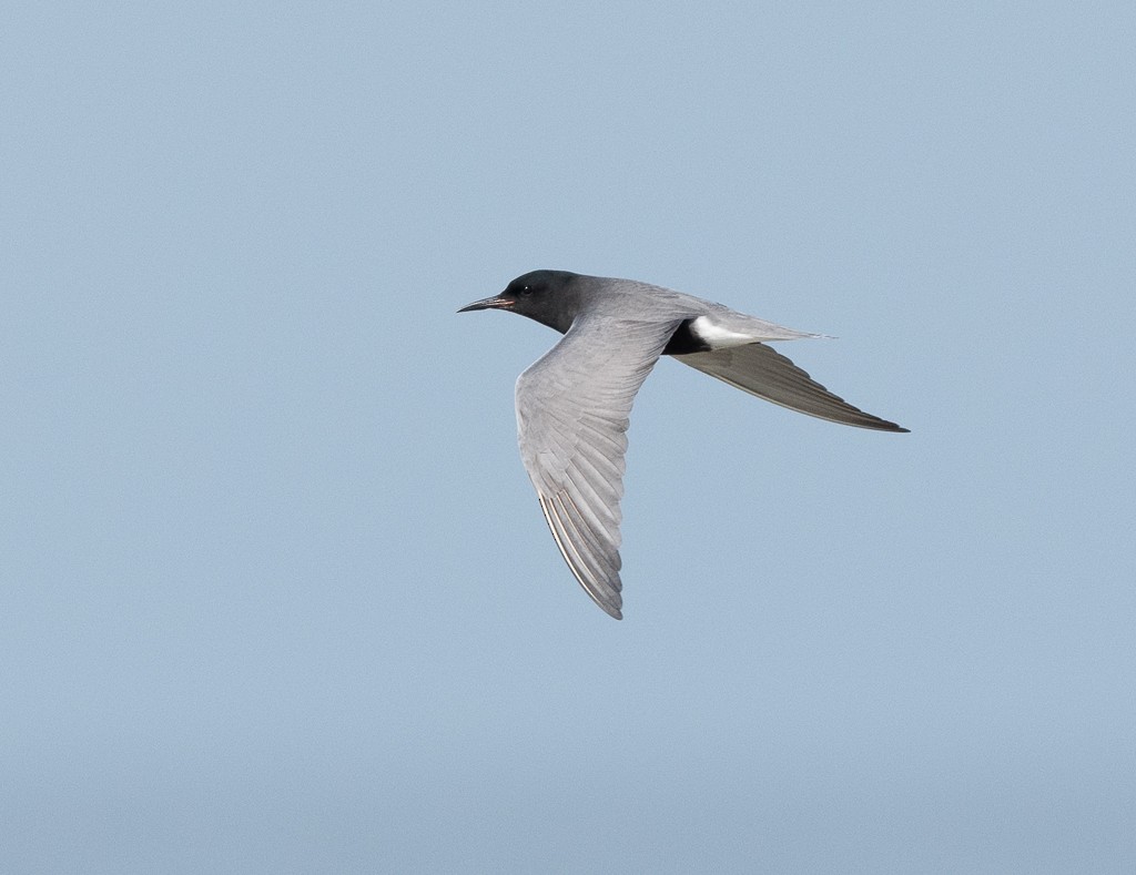 Black Tern - ML619441526