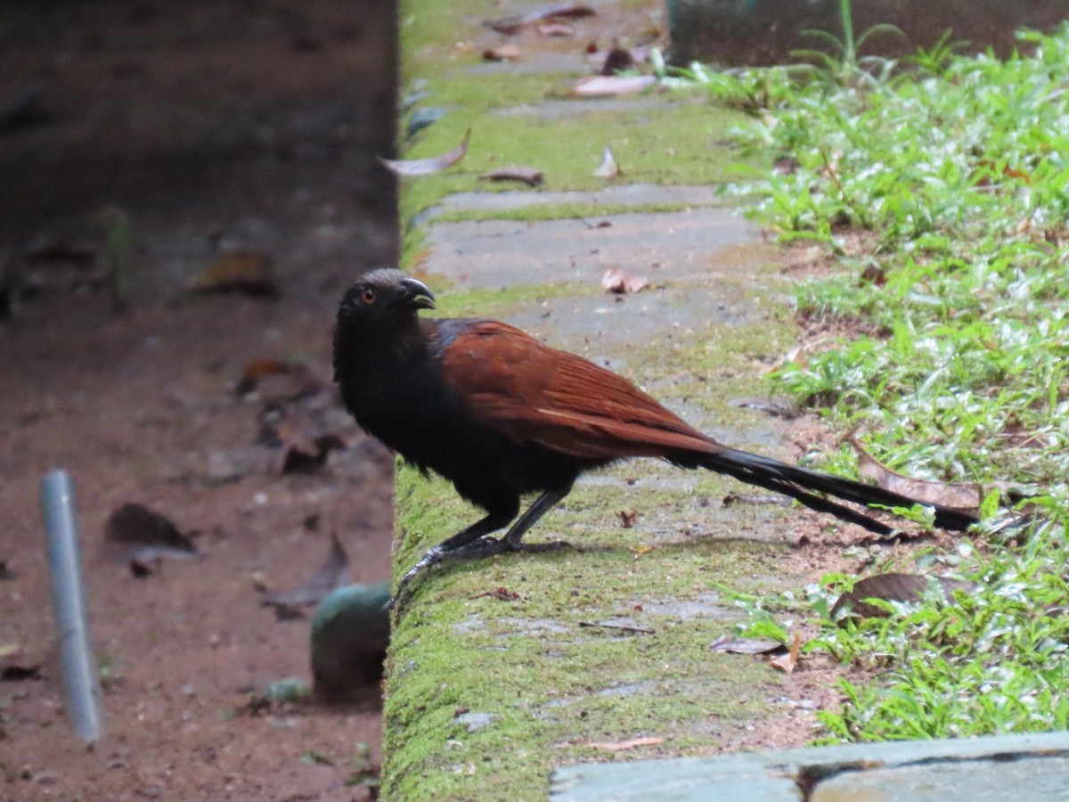 Greater Coucal - ML619441533