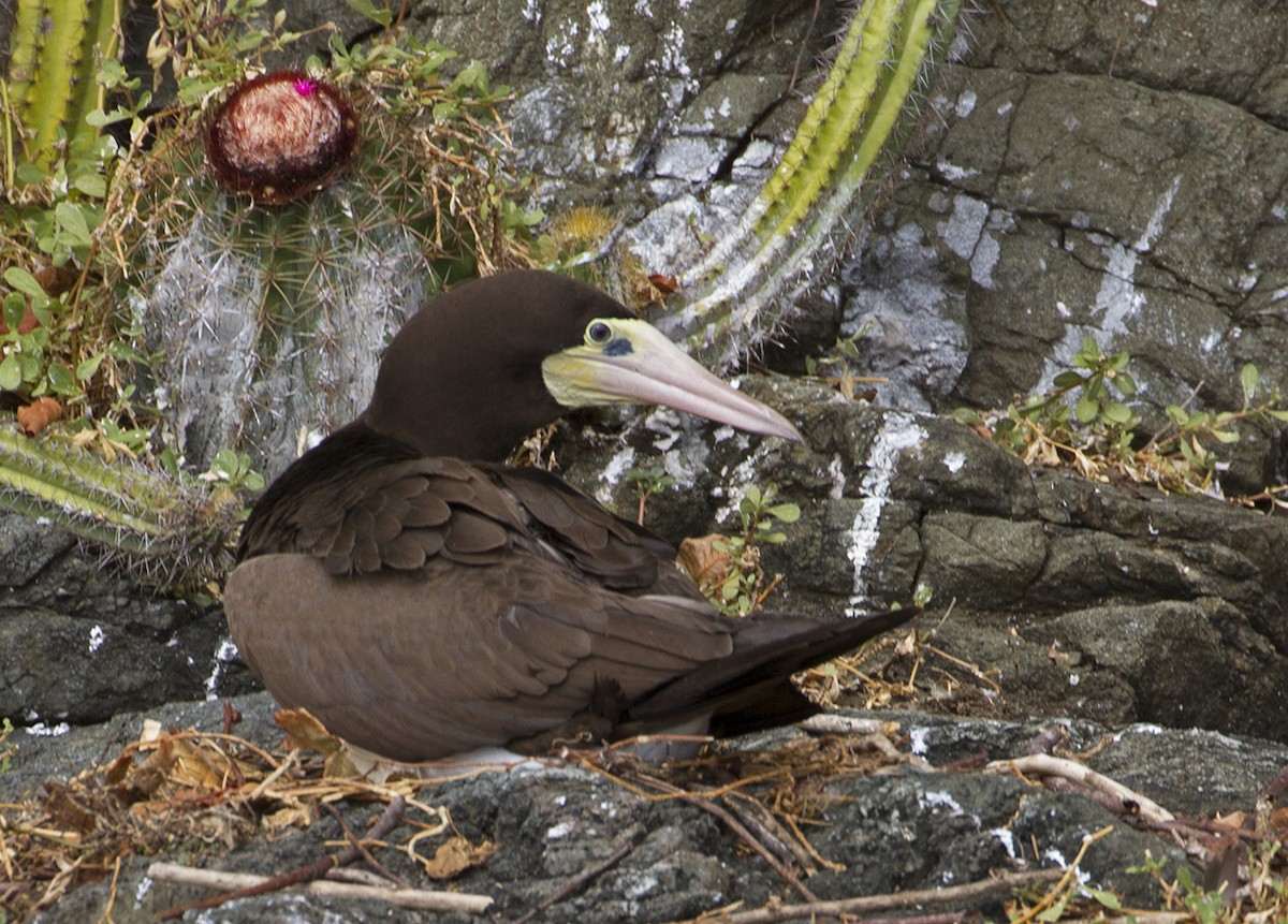 Brown Booby - ML619441534