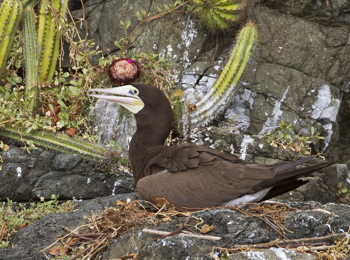 Brown Booby - ML619441535
