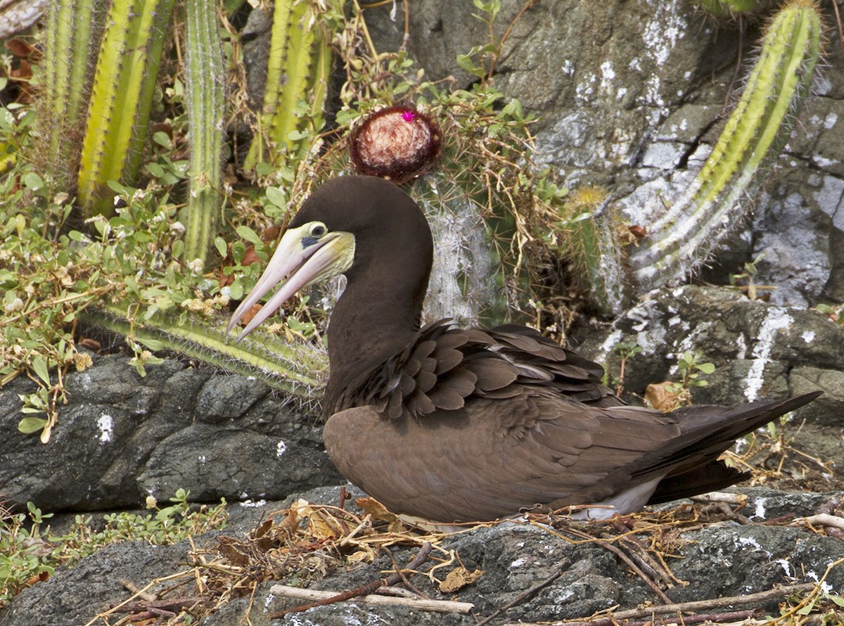 Brown Booby - ML619441536