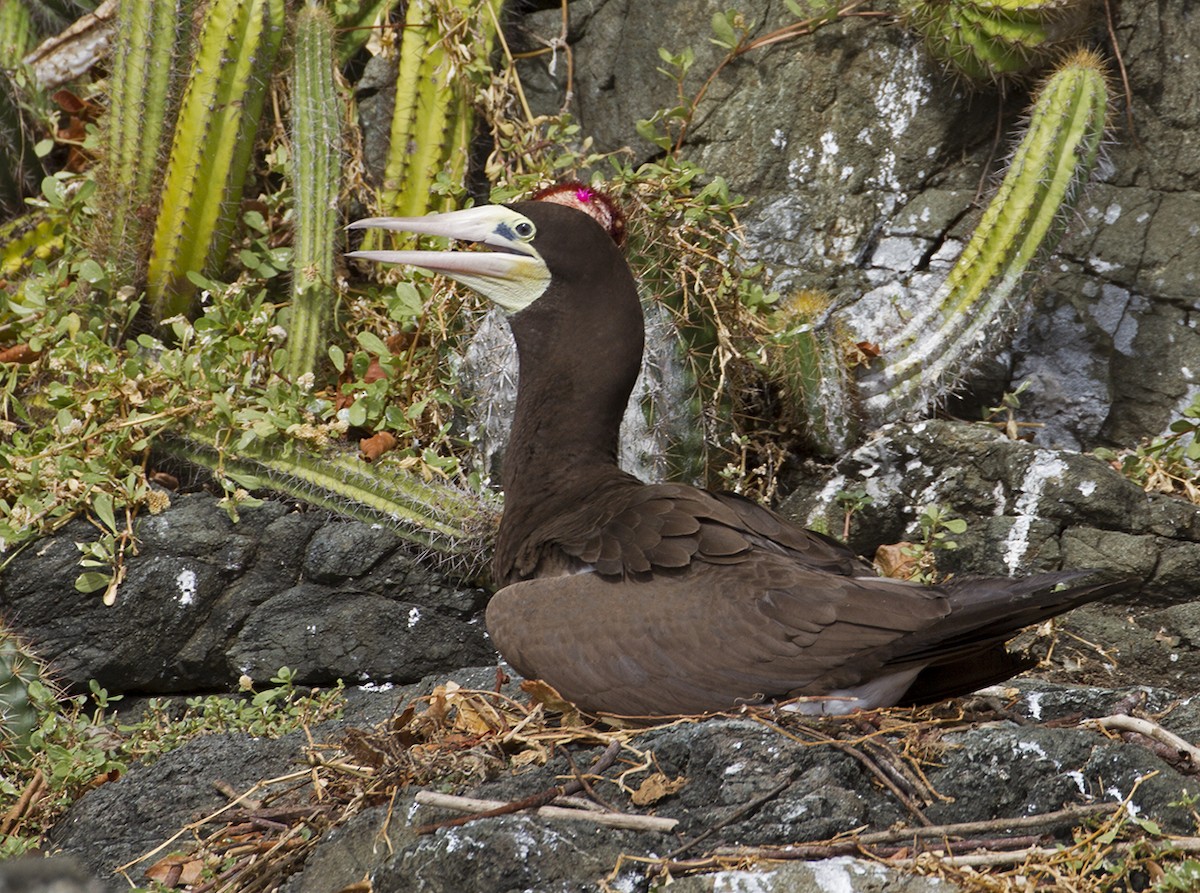 Brown Booby - ML619441537