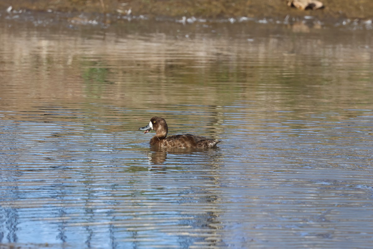 Greater Scaup - ML619441594