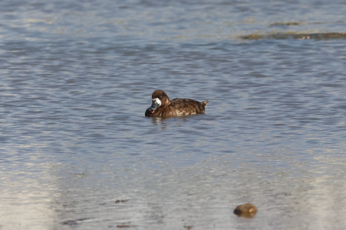 Greater Scaup - ML619441609