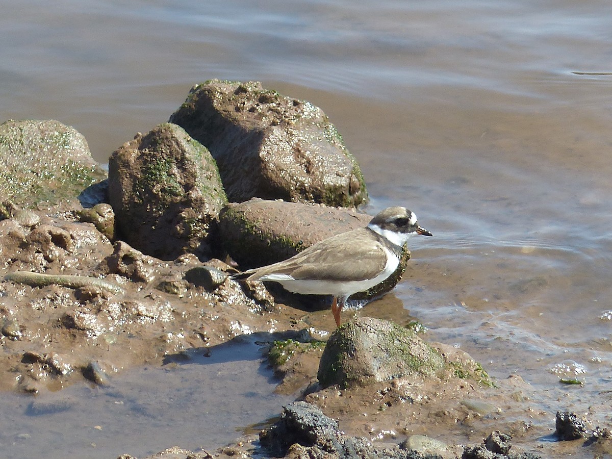 Common Ringed Plover - ML619441626