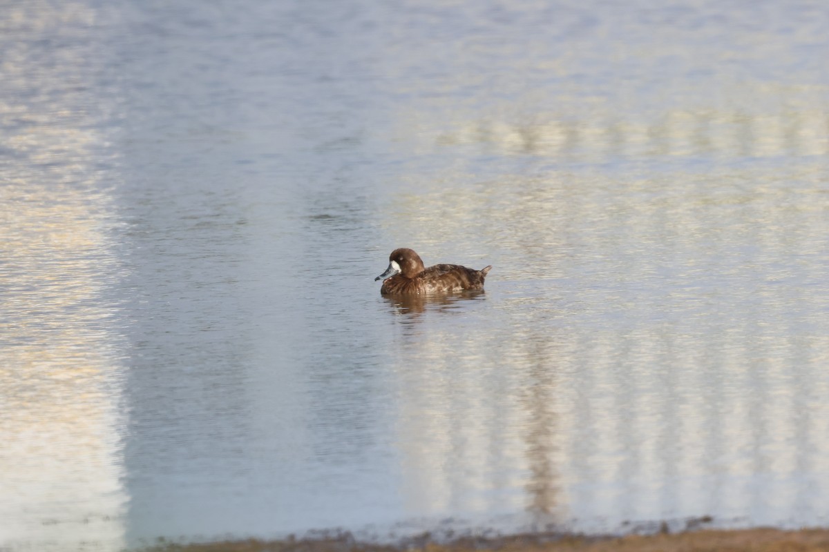 Greater Scaup - ML619441648