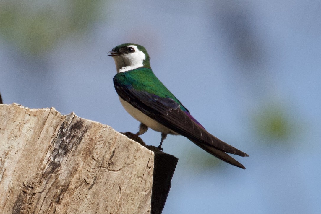 Violet-green Swallow - ML619441681
