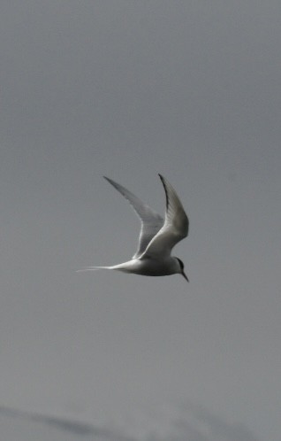 Arctic Tern - ML619441699