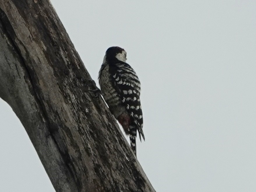 Freckle-breasted Woodpecker - ML619441727