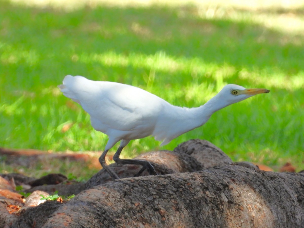 Египетская цапля (ibis) - ML619441747