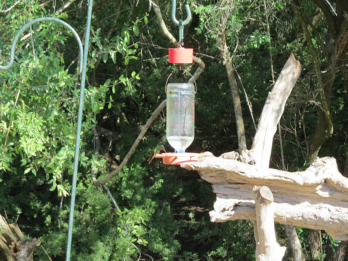 Buff-bellied Hummingbird - ML619441753