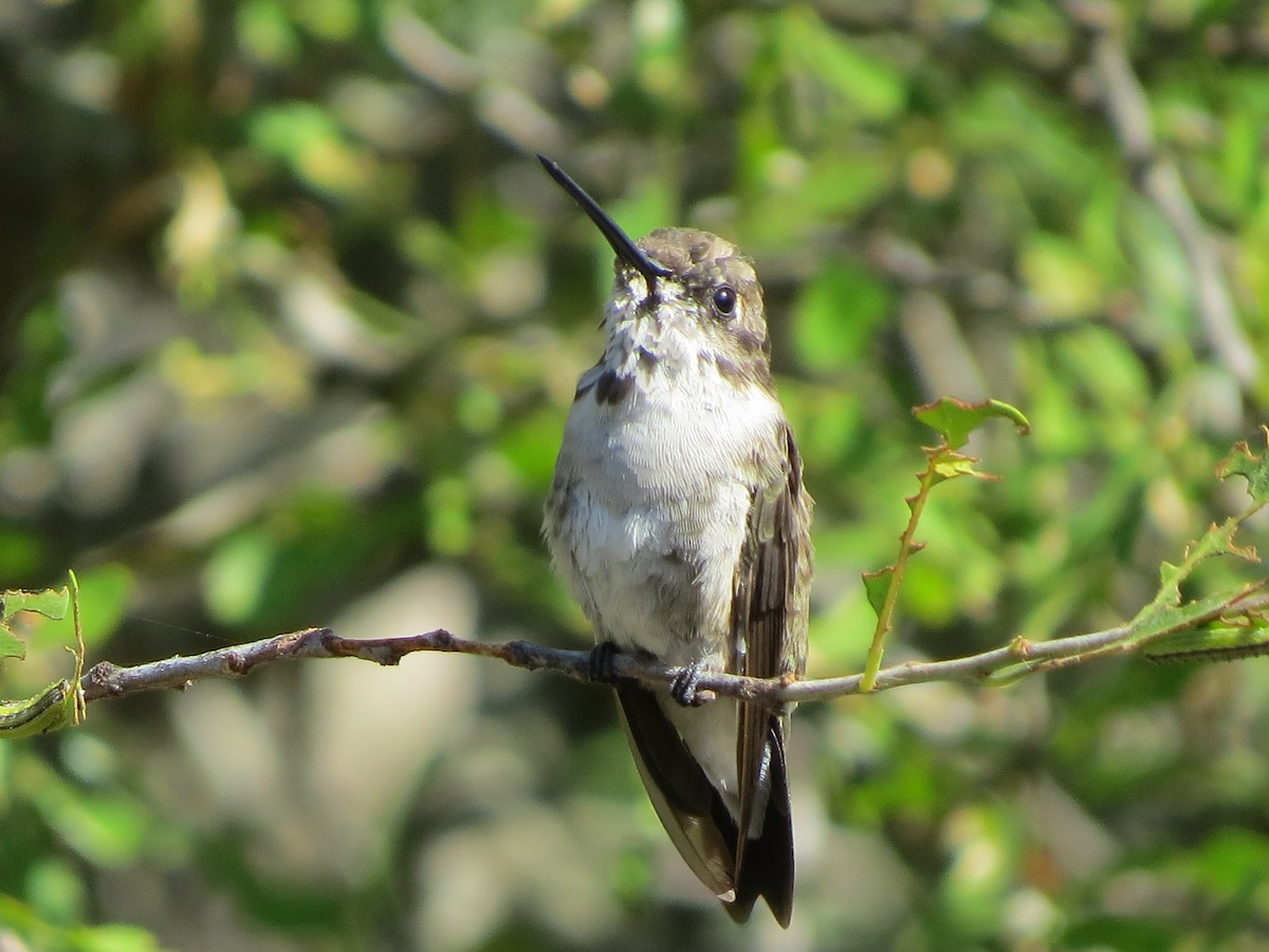 Black-chinned Hummingbird - ML619441879