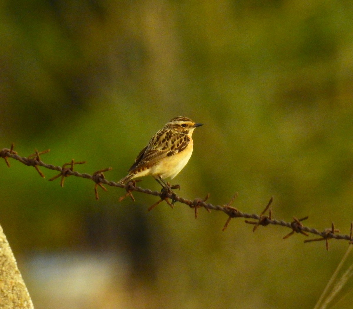 Whinchat - ML619441888