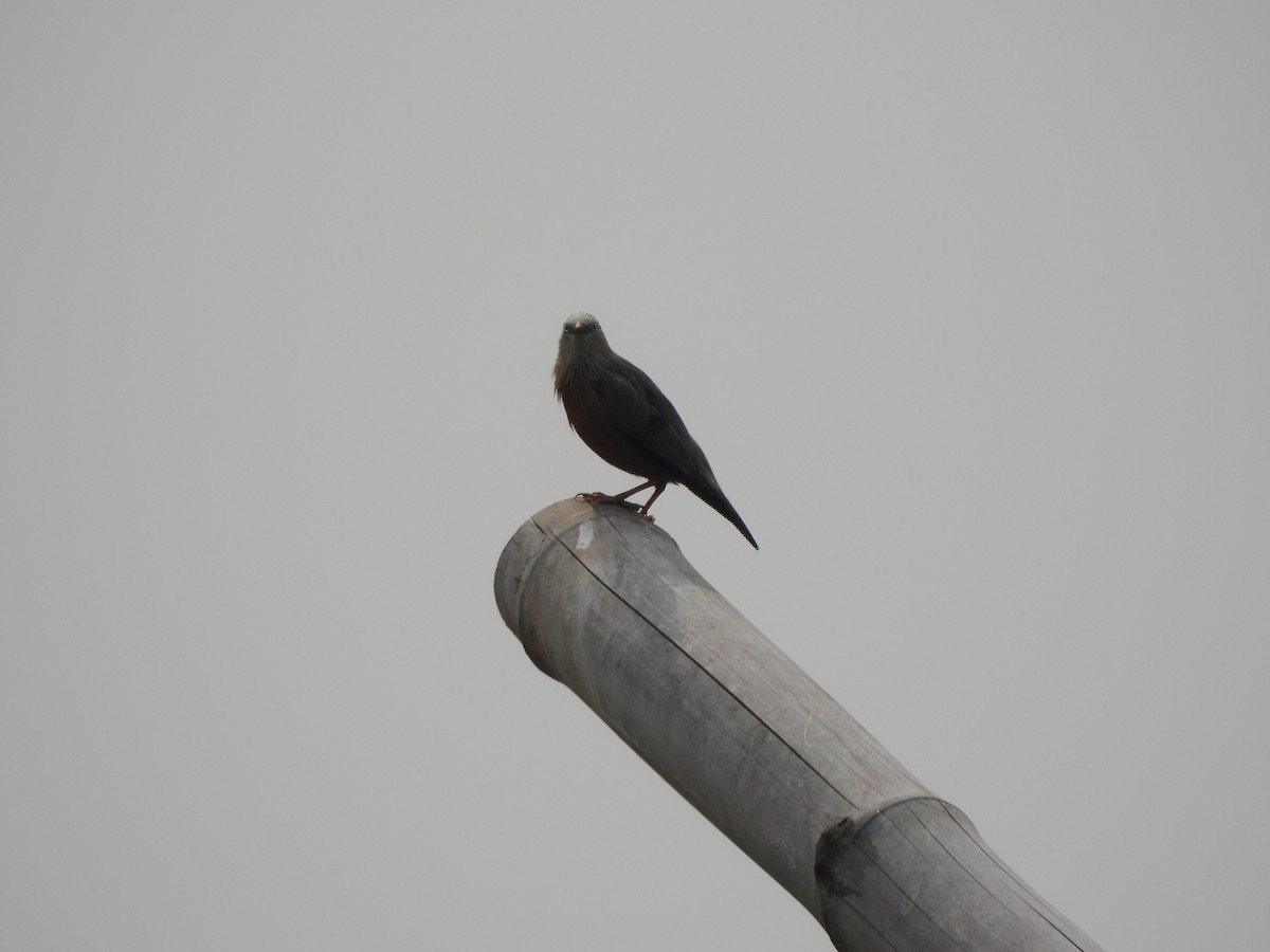 Chestnut-tailed Starling - ML619441892