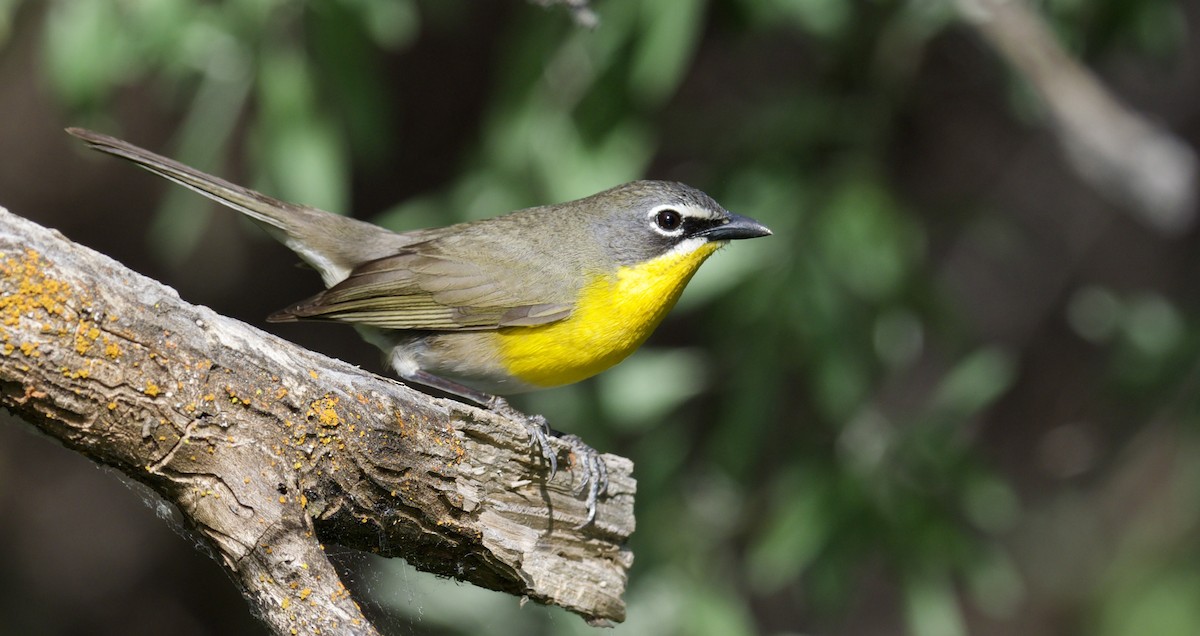 Yellow-breasted Chat - ML619441918