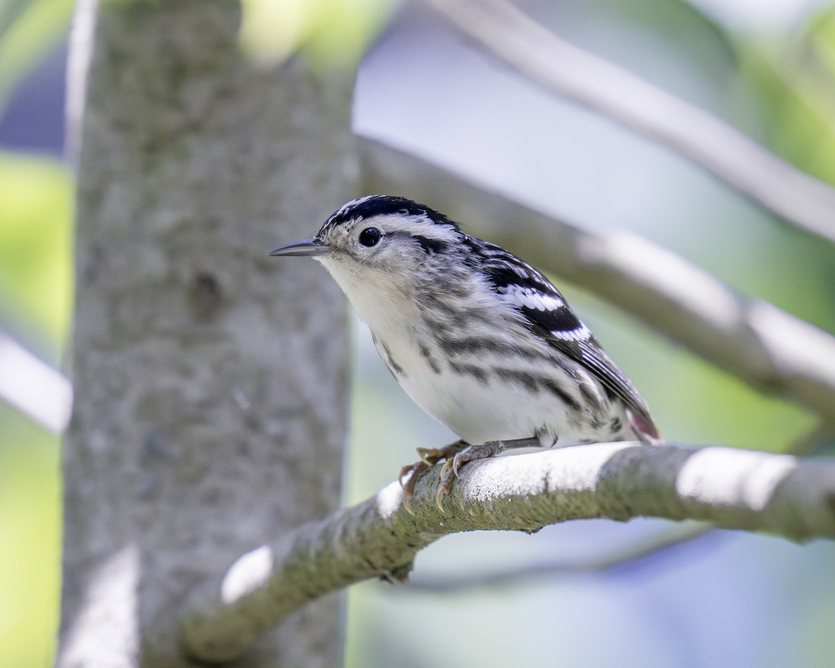 Black-and-white Warbler - ML619441972