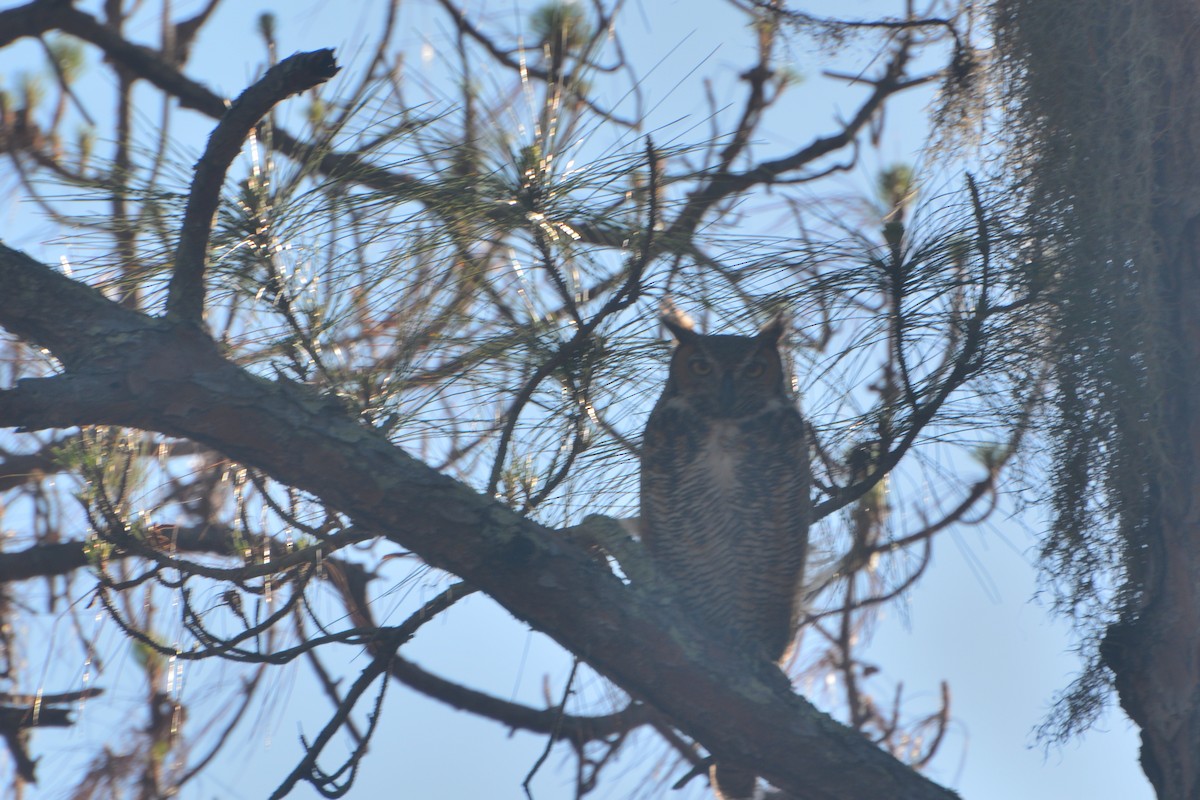 Great Horned Owl - ML619441981