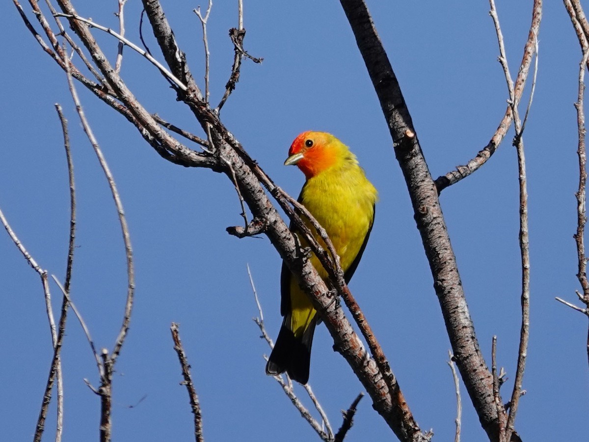 Western Tanager - ML619441986
