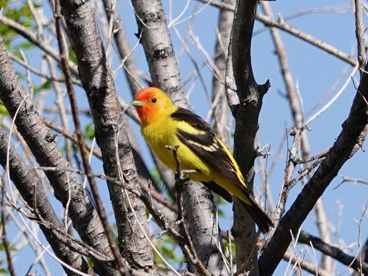 Western Tanager - ML619441987