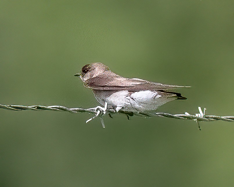 Northern Rough-winged Swallow - ML619442003