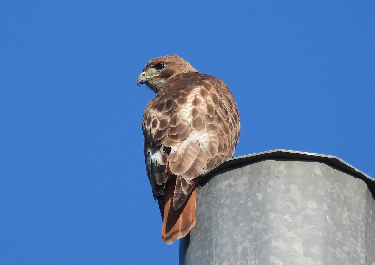 Red-tailed Hawk - ML619442015