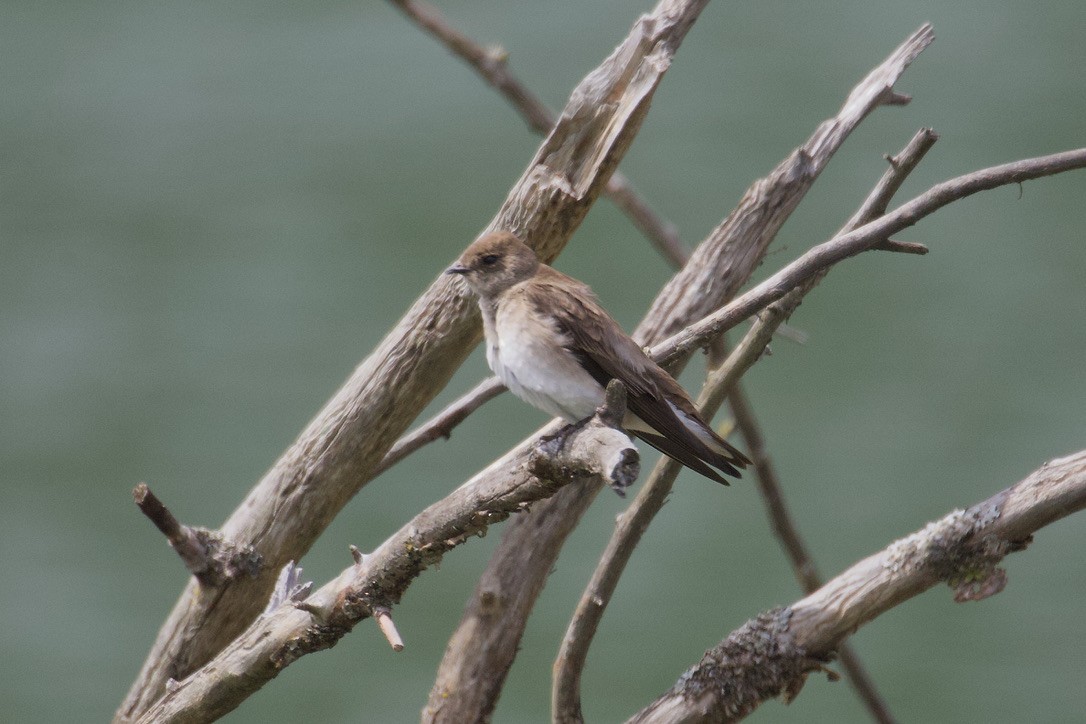 Northern Rough-winged Swallow - ML619442022