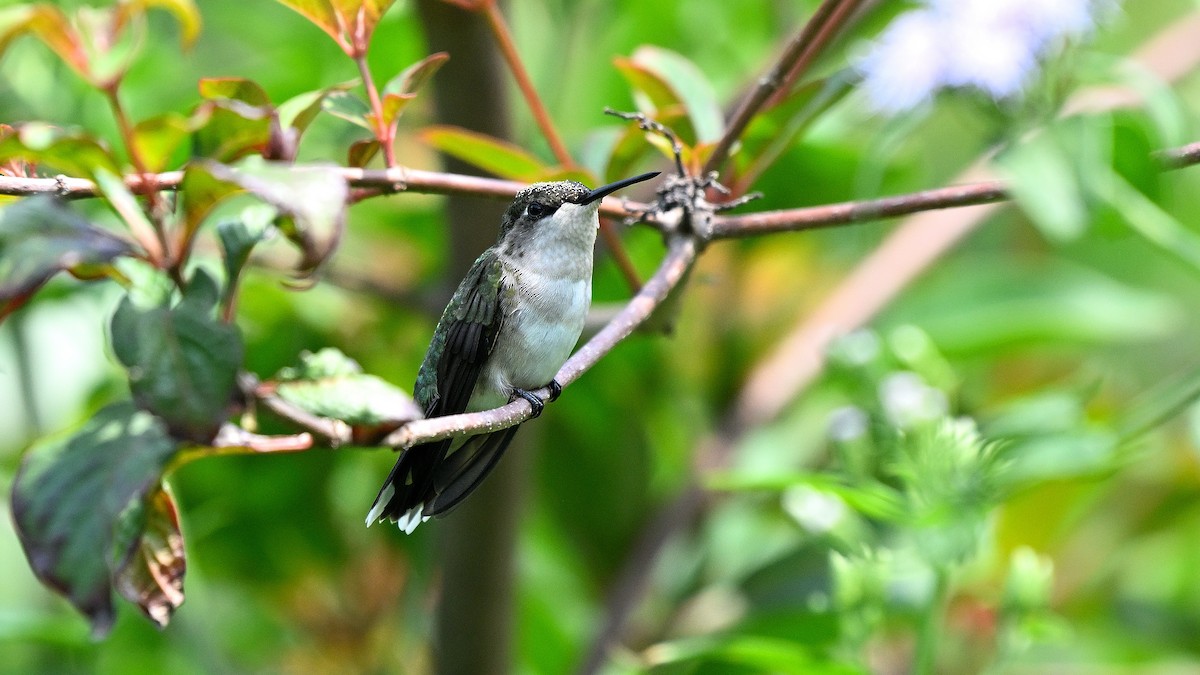 Ruby-throated Hummingbird - ML619442047