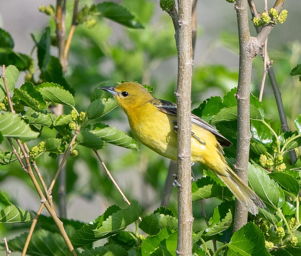 Orchard Oriole - ML619442052