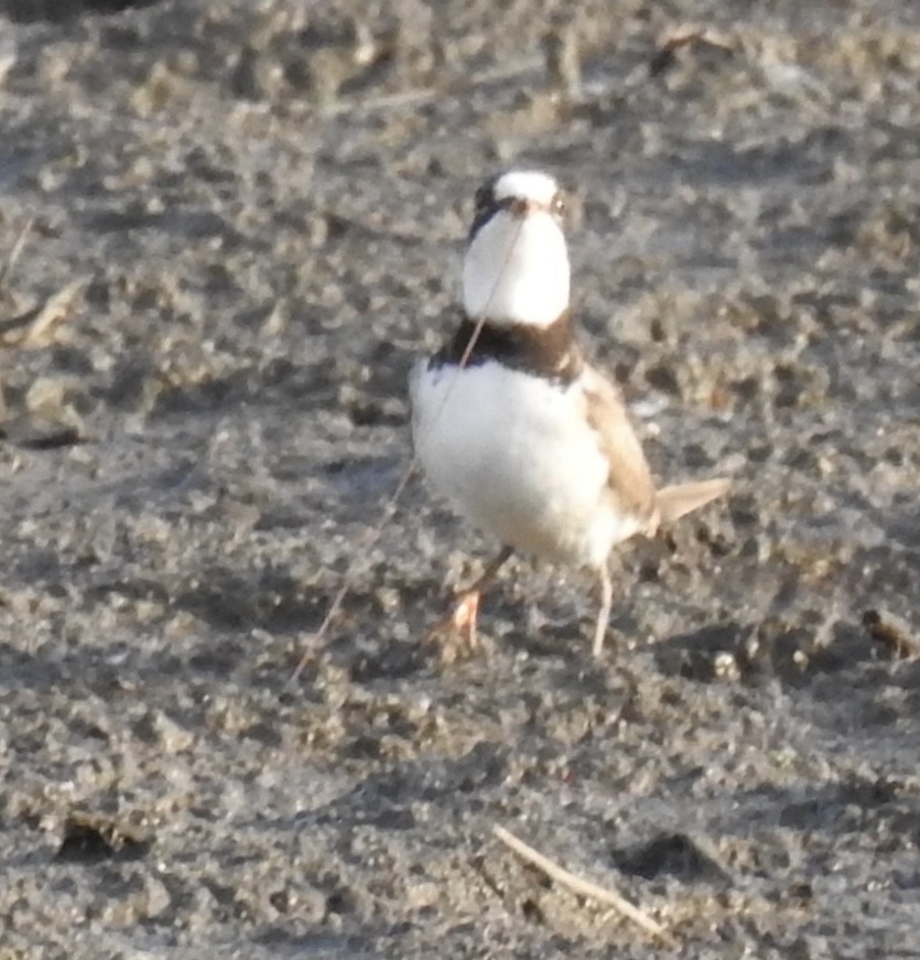 Semipalmated Plover - ML619442104