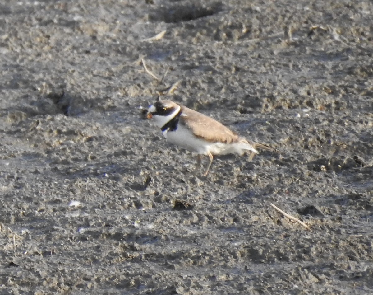 Semipalmated Plover - ML619442105