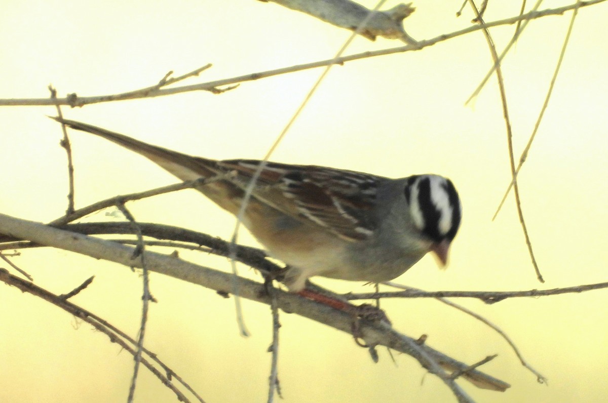 White-crowned Sparrow - ML619442142
