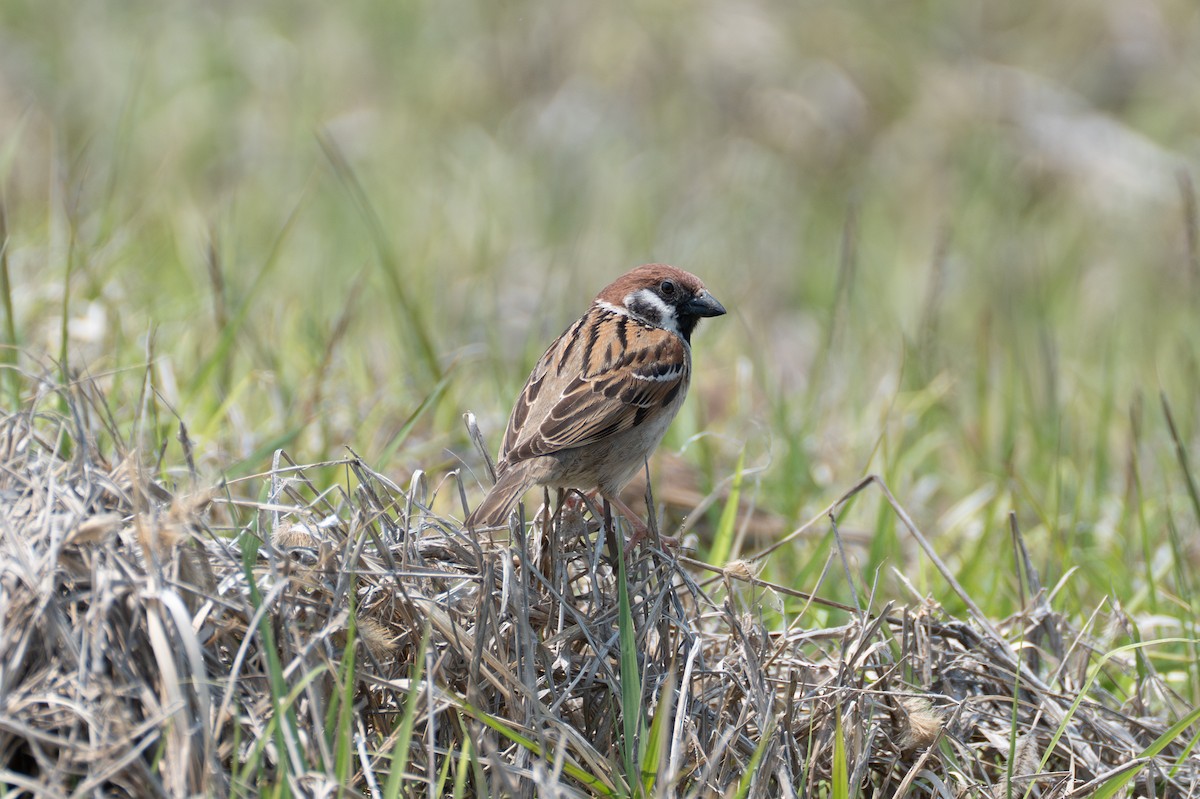 Eurasian Tree Sparrow - ML619442159
