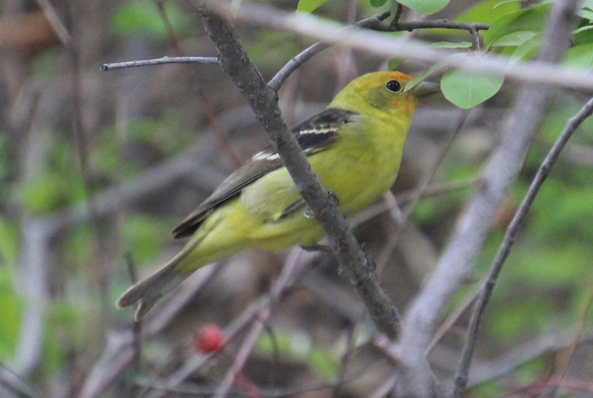 Western Tanager - ML619442163