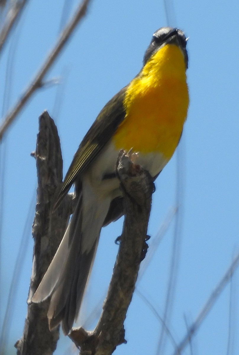 Yellow-breasted Chat - ML619442184